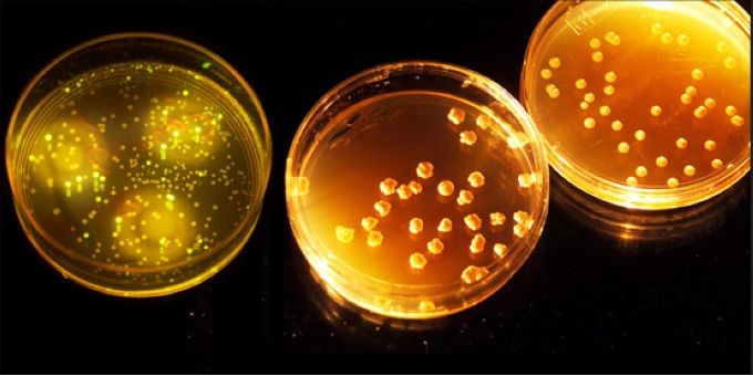 石油烃类的微生物降解
